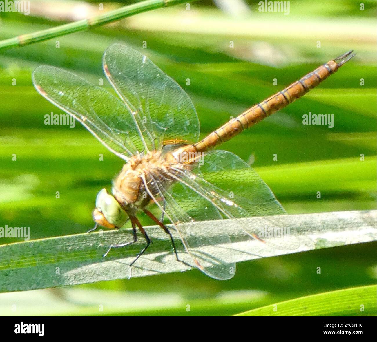 Norfolk Insects Norfolk Hawker (Isoaeschna isoceles) Insecta Stock Photo - Alamy