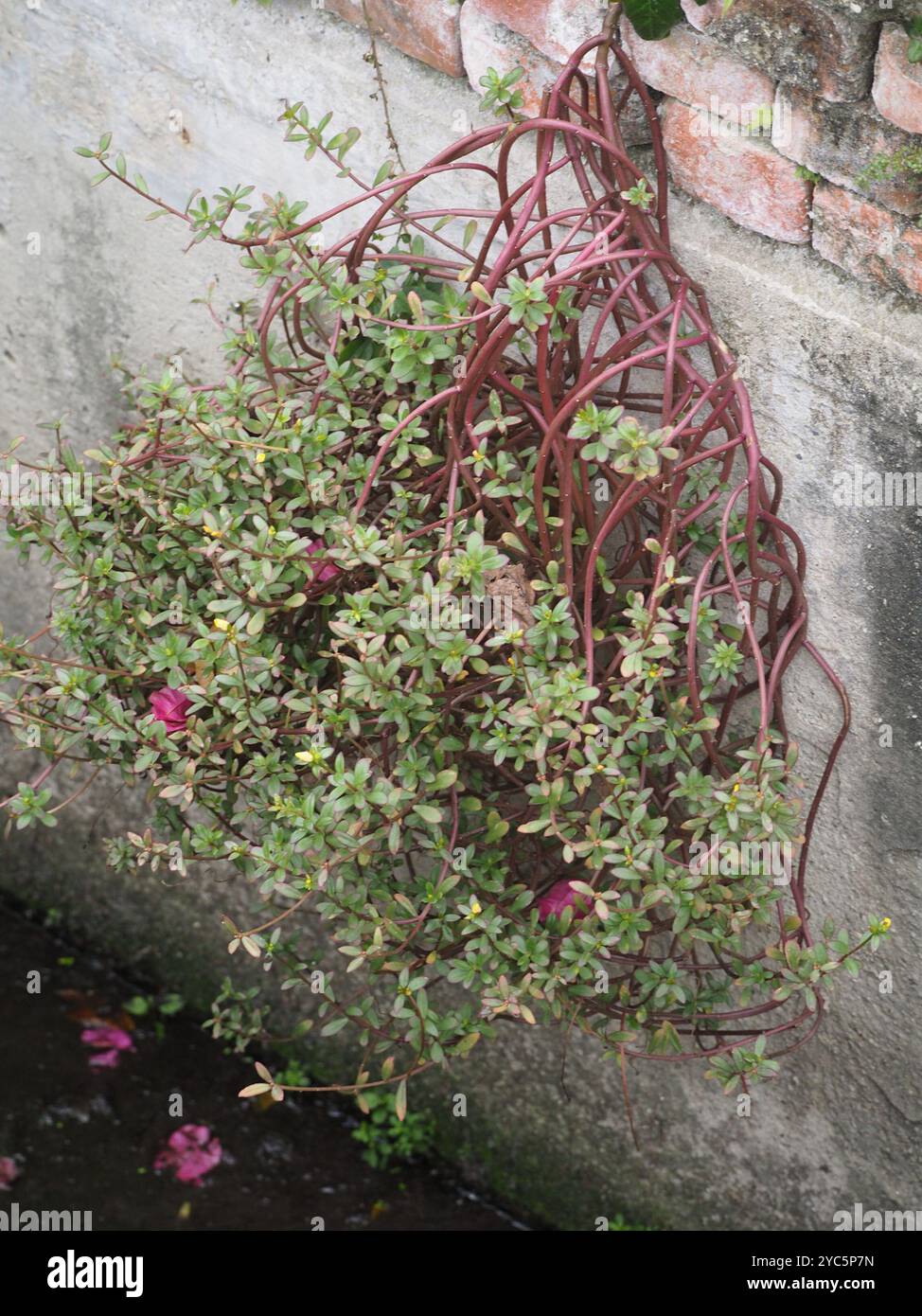 wingpod purslane (Portulaca umbraticola) Plantae Stock Photo - Alamy
