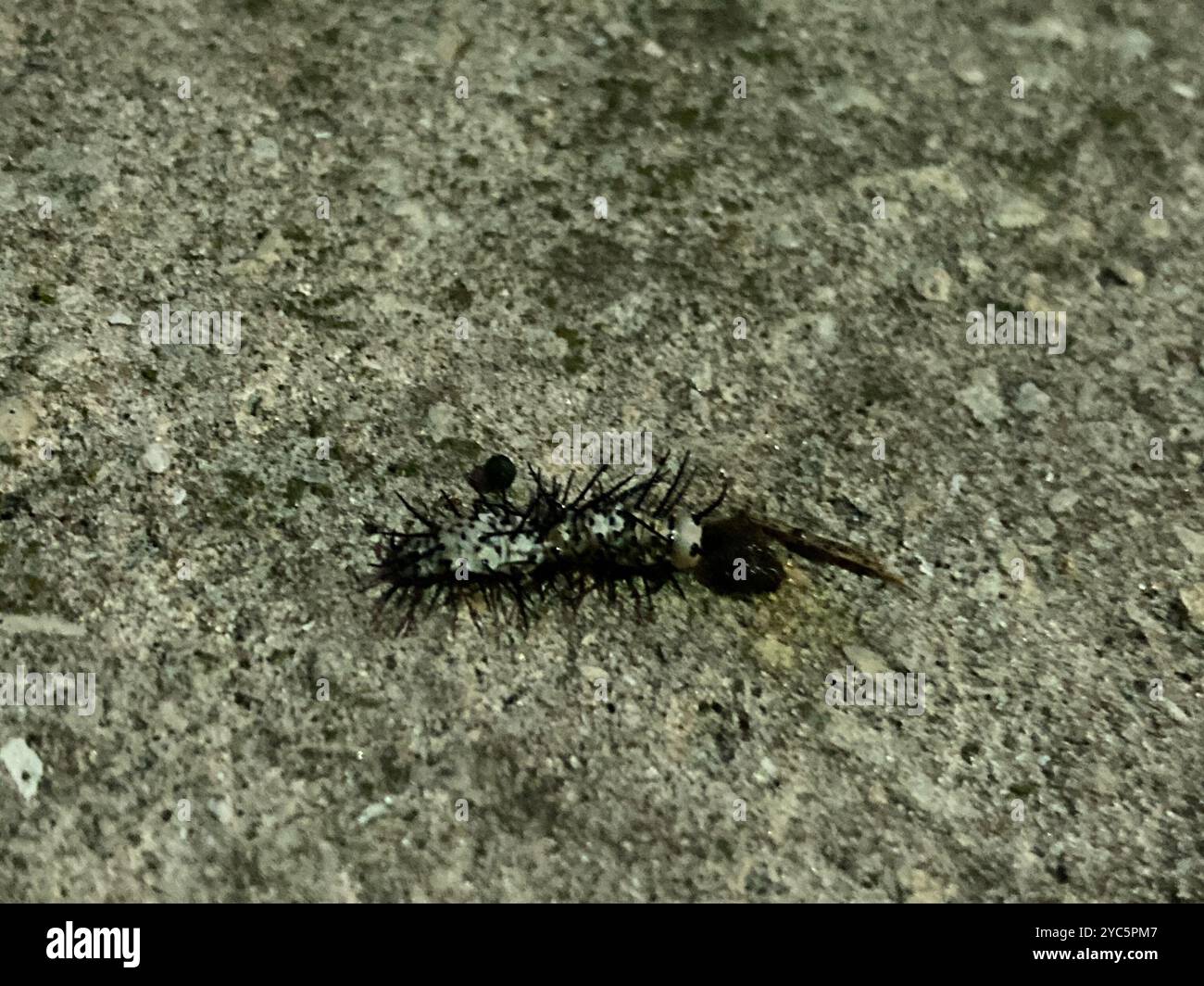 Zebra Longwing (Heliconius charithonia) Insecta Stock Photo - Alamy