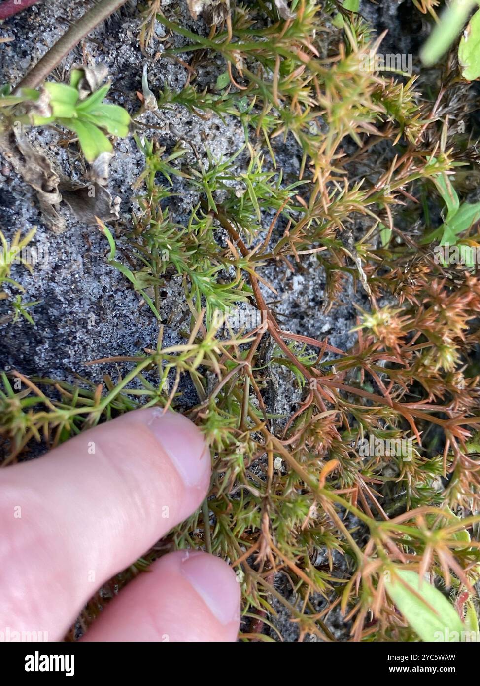 Rust Weed (Polypremum procumbens) Plantae Stock Photo - Alamy
