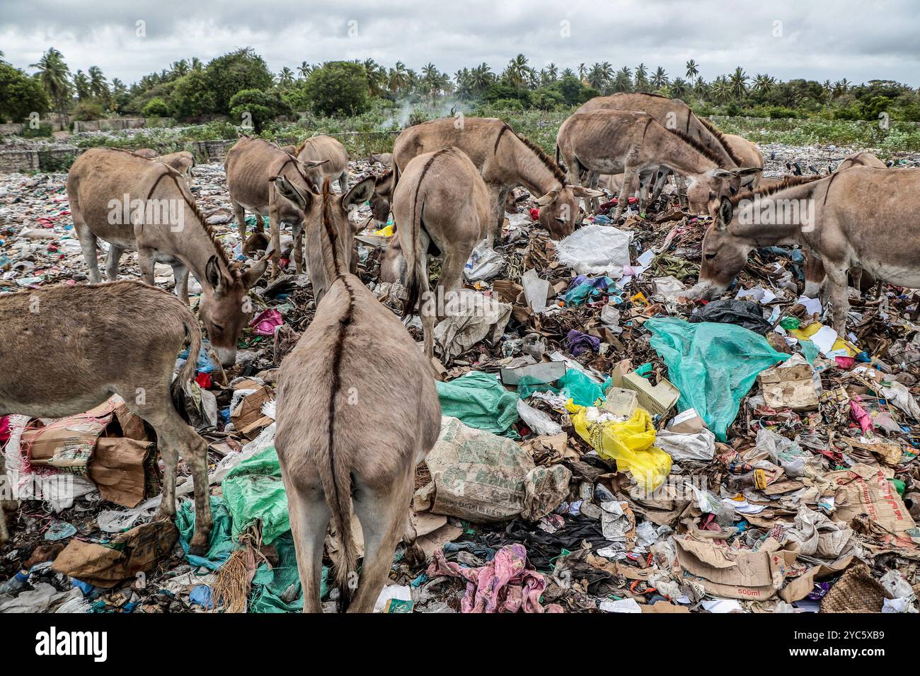Donkeys Issue A herd of donkeys scavenge for food at a garbage dump in Lamu Old Town ...