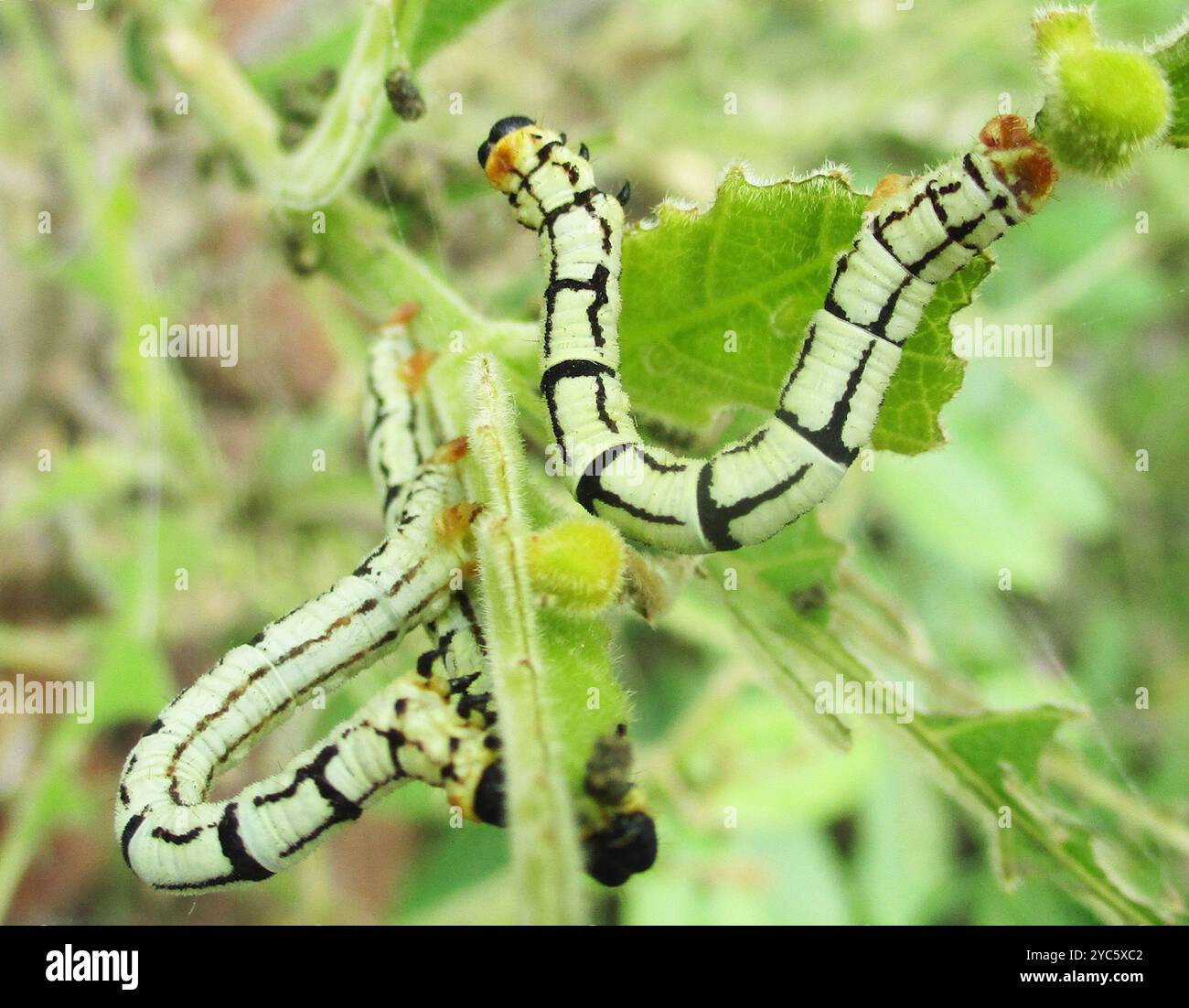 Emerald Moths (Geometrinae) Insecta Stock Photo