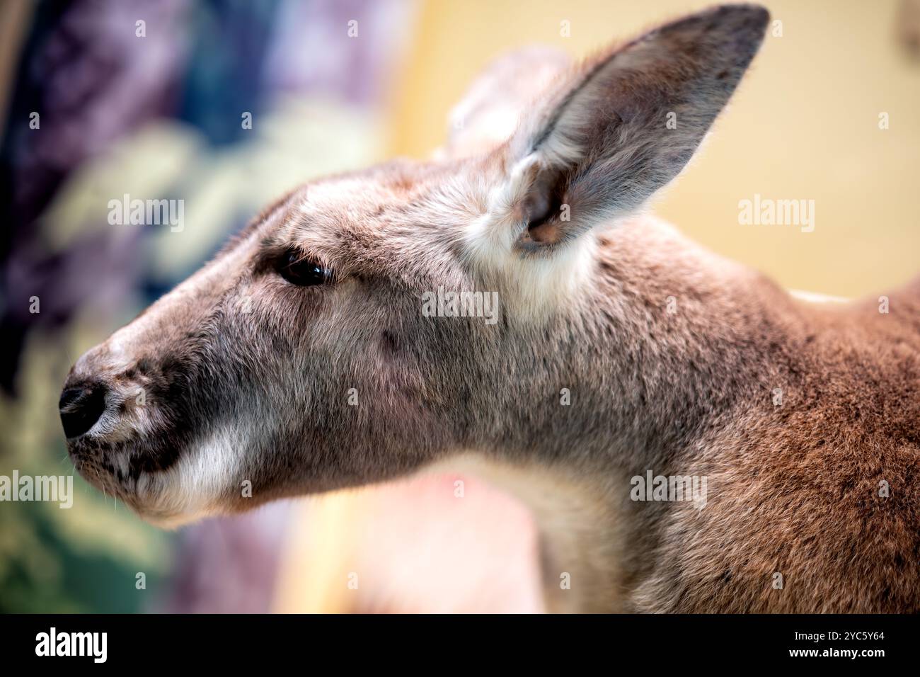 Red Kangaroo Taxidermy Specimen Washington DC // WASHINGTON DC — A ...