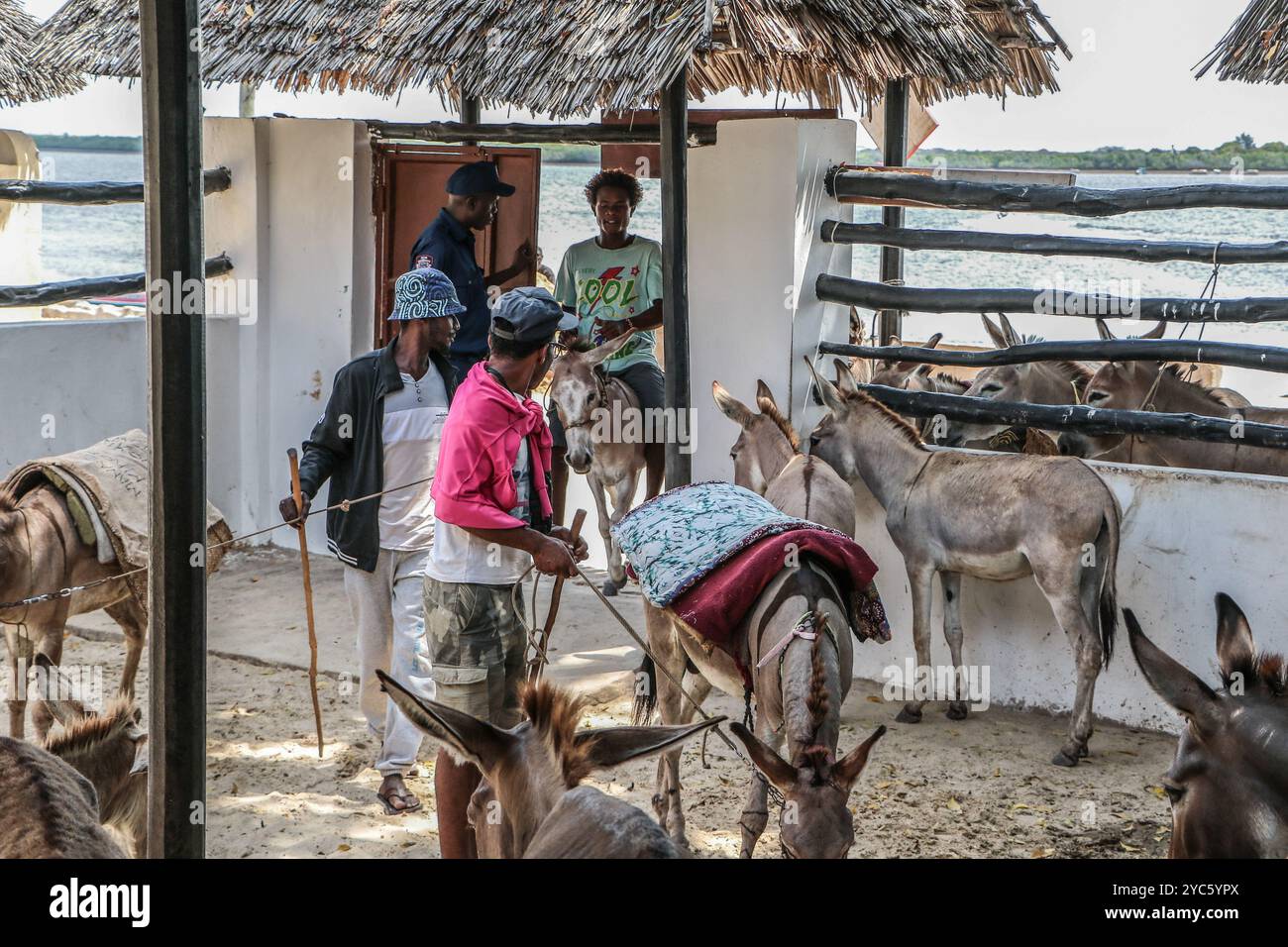 Donkeys are brought for check up at the Donkey Sanctuary in Lamu Old ...