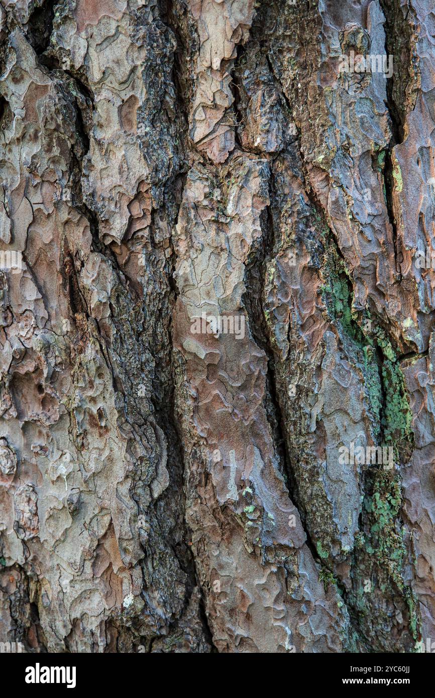 Old tree trunk bark texture Stock Photo