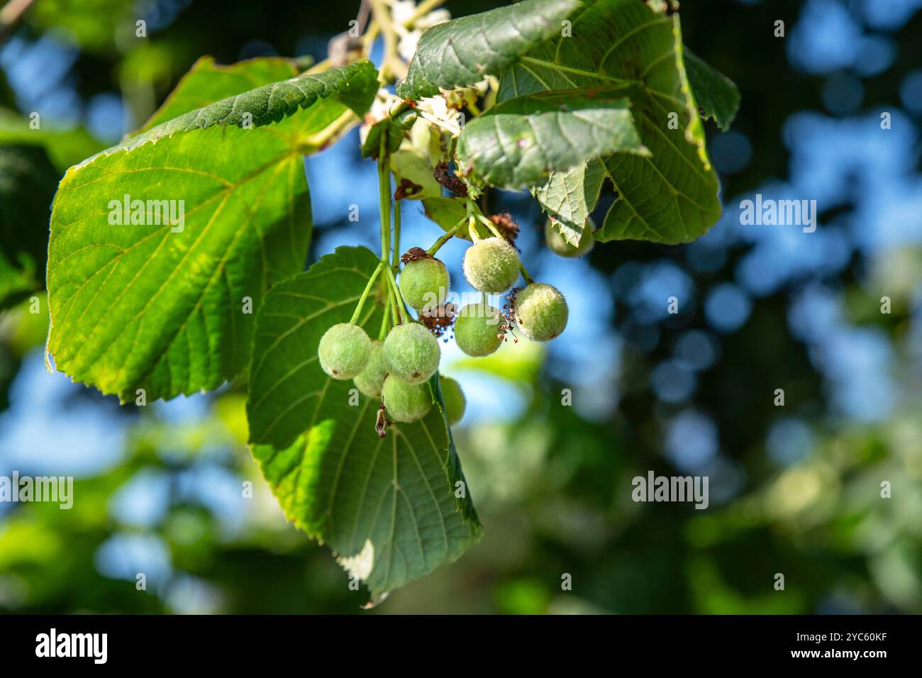 Lime blossom seeds close-up on a tree Stock Photo