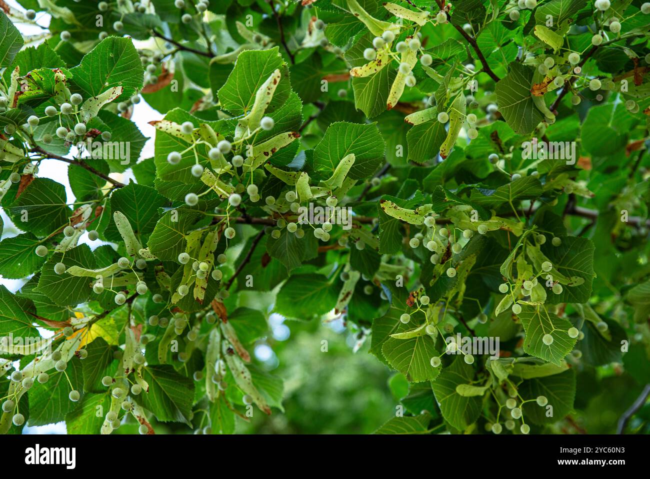 Lime blossom seeds close-up on a tree Stock Photo