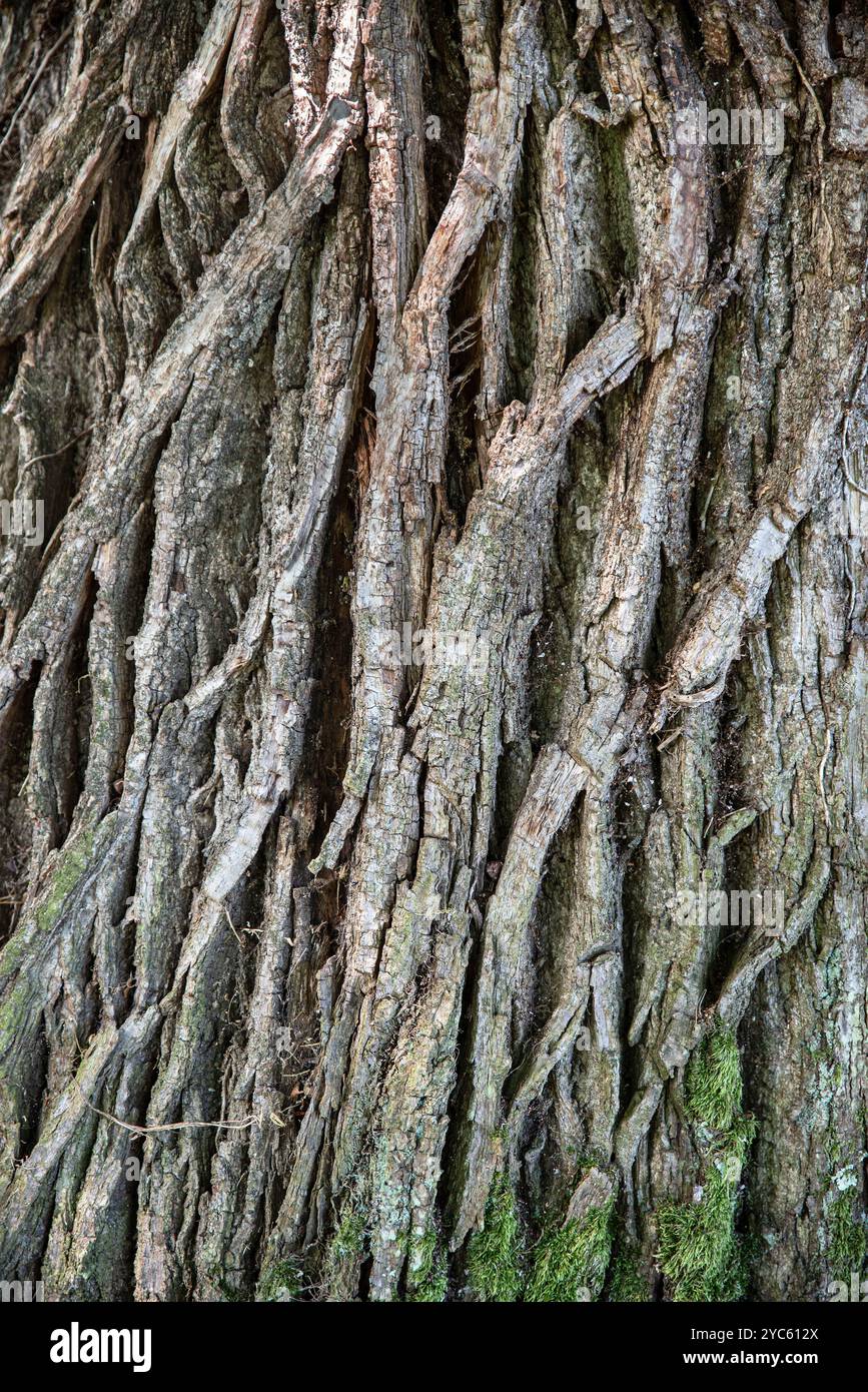 Old tree trunk bark texture Stock Photo