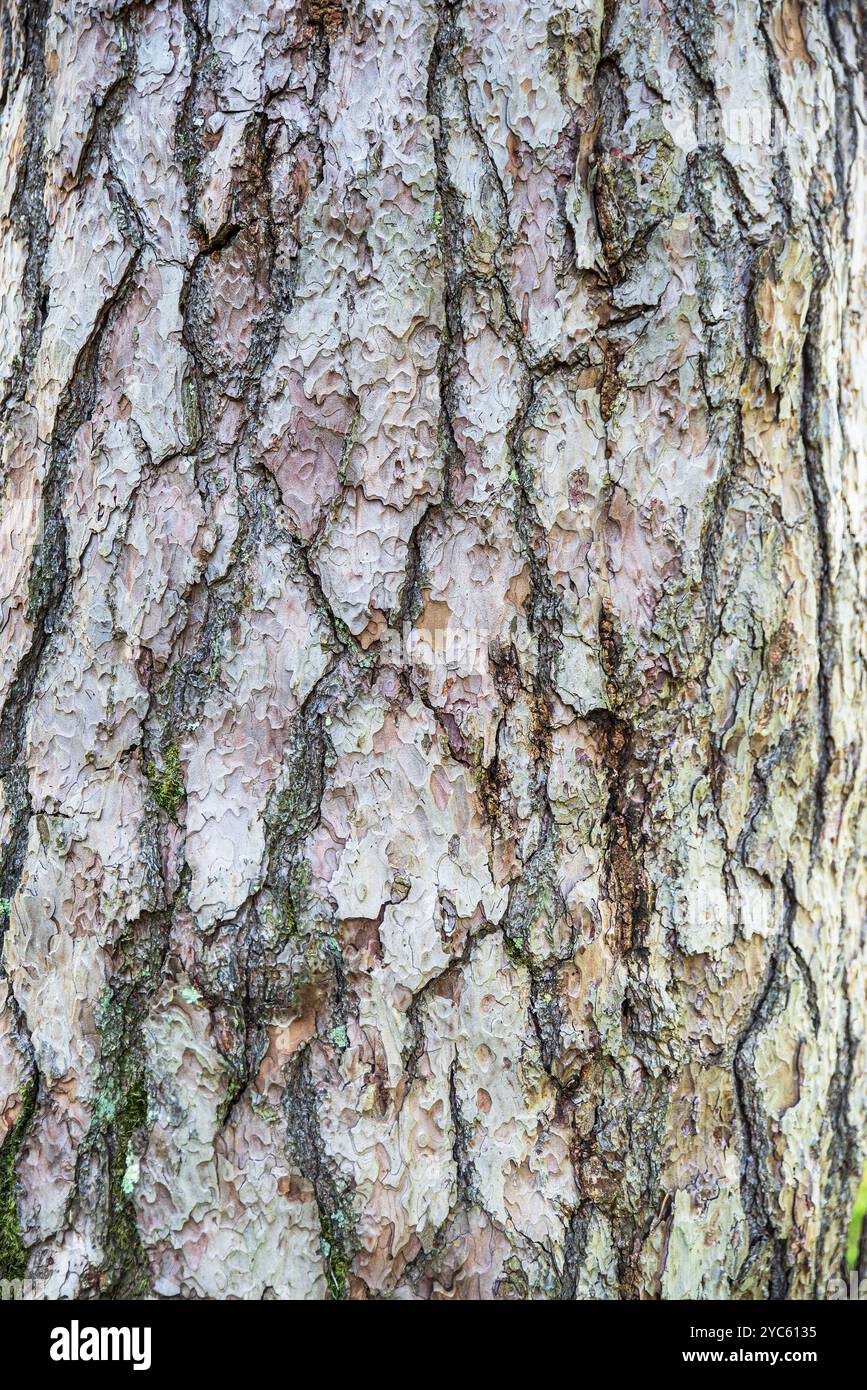 Old tree trunk bark texture Stock Photo