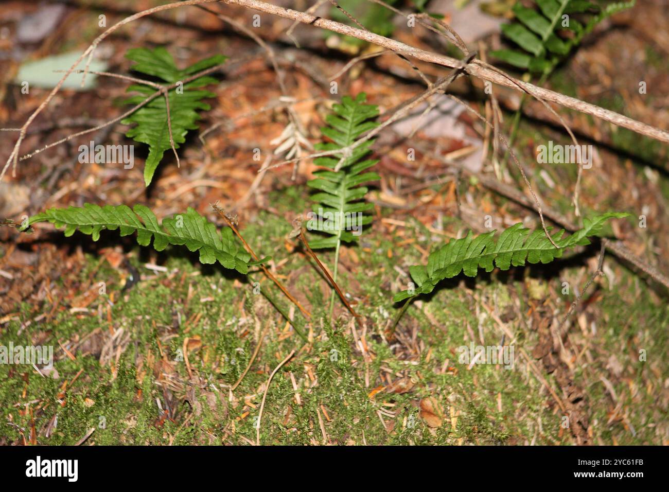 polypody ferns (Polypodium) Plantae Stock Photo - Alamy