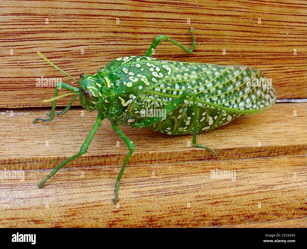 Insect Bladder Silverspotted Bladderhopper (Physemacris variolosa) Insecta Stock Photo ...