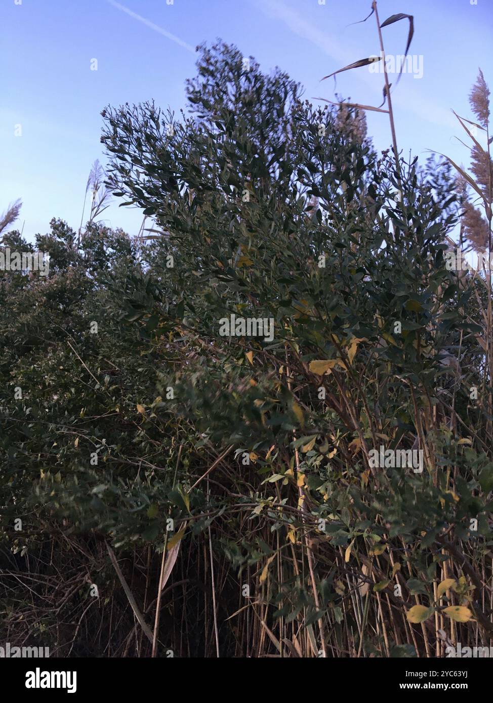 groundsel tree (Baccharis halimifolia) Plantae Stock Photo - Alamy