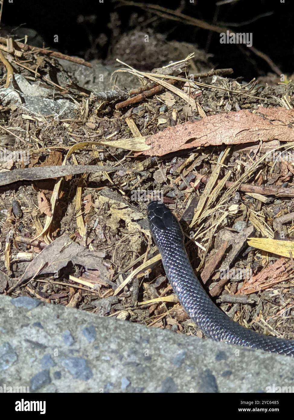 Eastern small eyed snake hi-res stock photography and images - Alamy