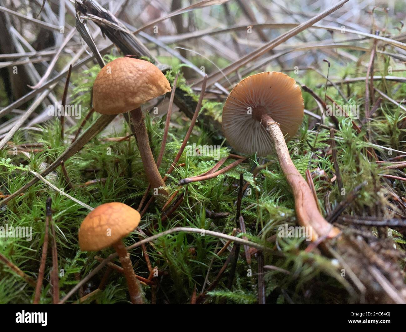 Cystoderma amianthinum hi-res stock photography and images - Alamy