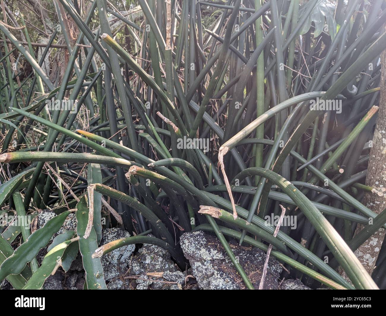 Sansevieria cylindrica hi-res stock photography and images - Alamy