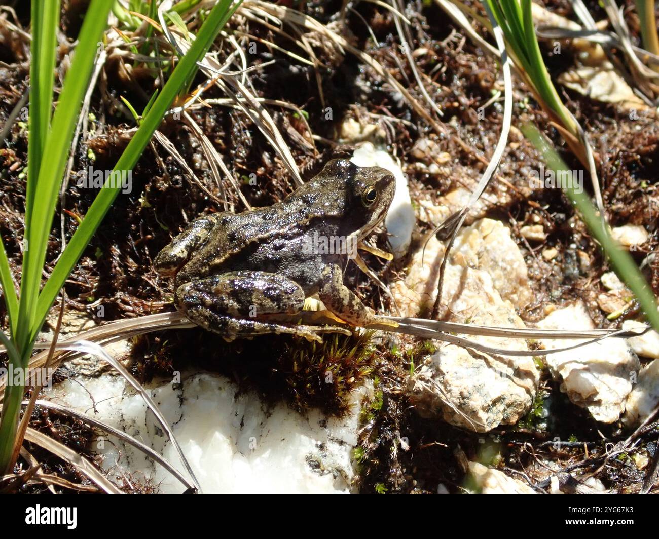 European Common Frog (Rana temporaria) Amphibia Stock Photo - Alamy