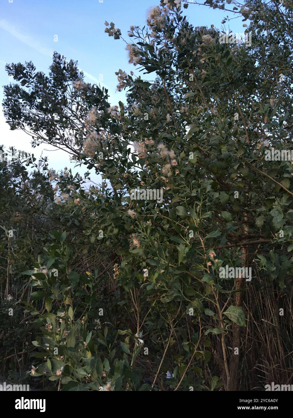 groundsel tree (Baccharis halimifolia) Plantae Stock Photo - Alamy