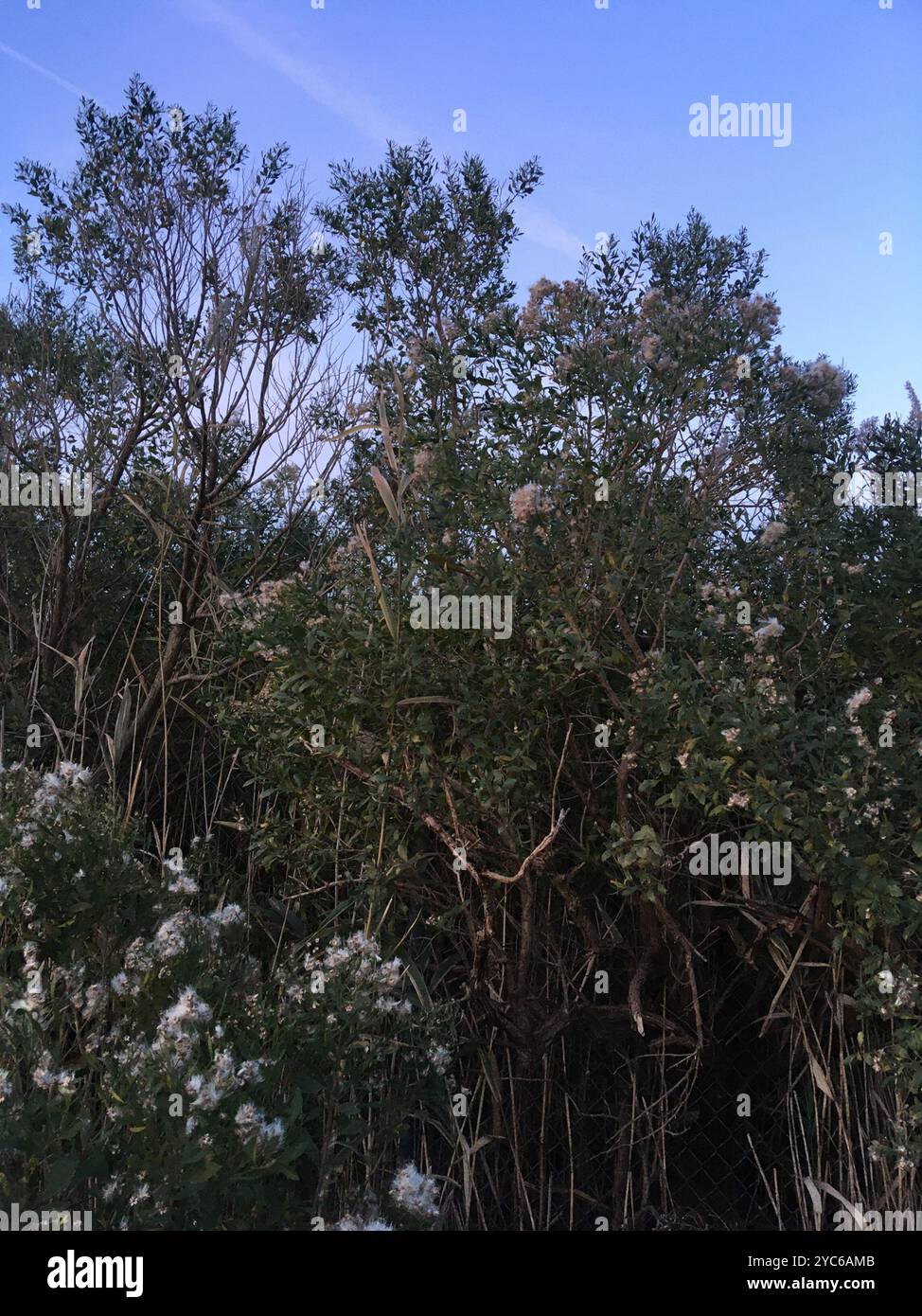 groundsel tree (Baccharis halimifolia) Plantae Stock Photo - Alamy