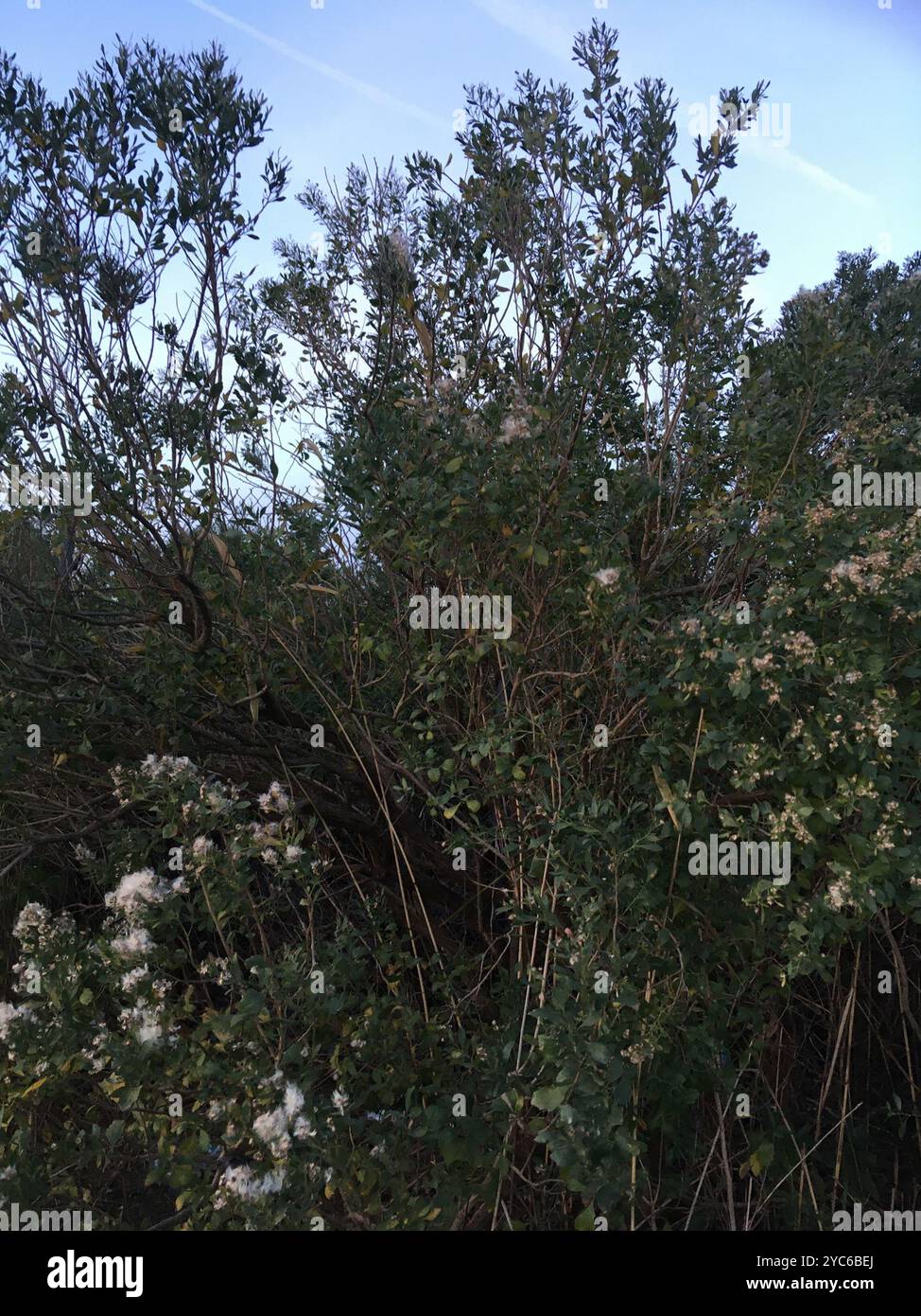 groundsel tree (Baccharis halimifolia) Plantae Stock Photo - Alamy