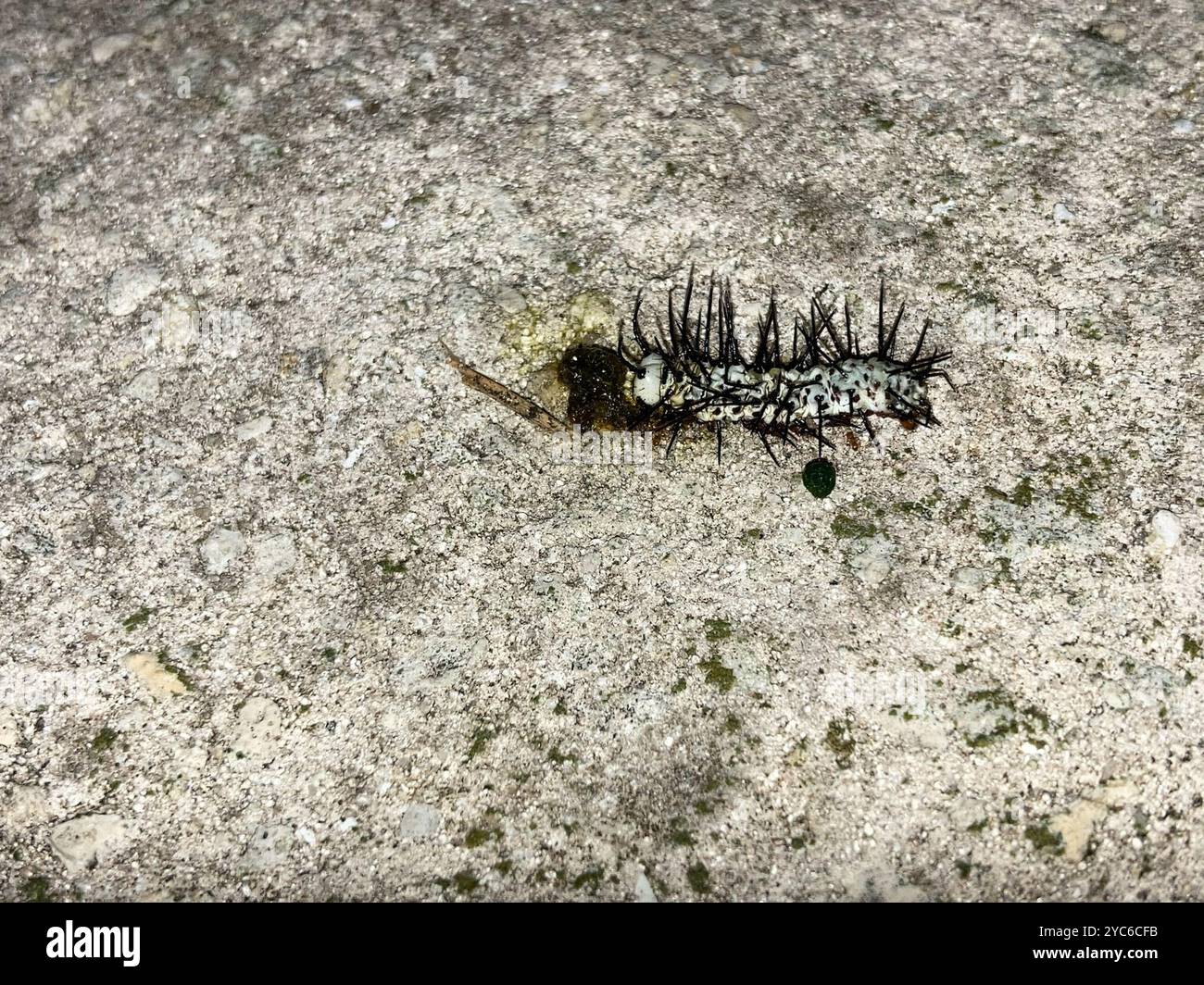 Zebra Longwing (Heliconius charithonia) Insecta Stock Photo - Alamy