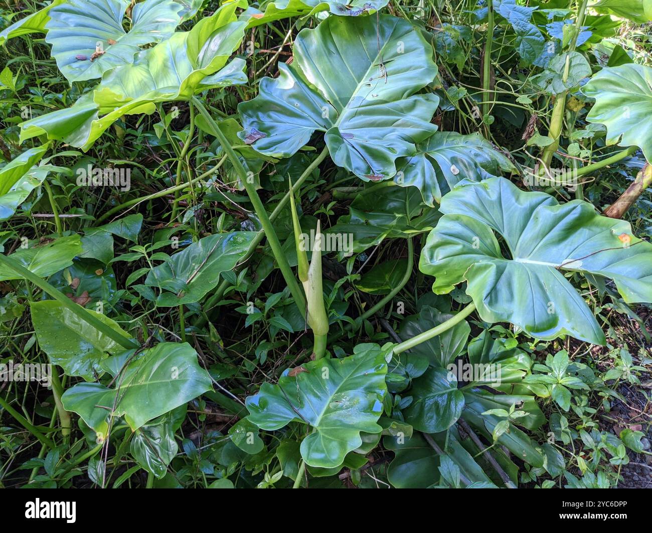 Philodendron lacerum philodendron lacerum hi-res stock photography and  images - Alamy