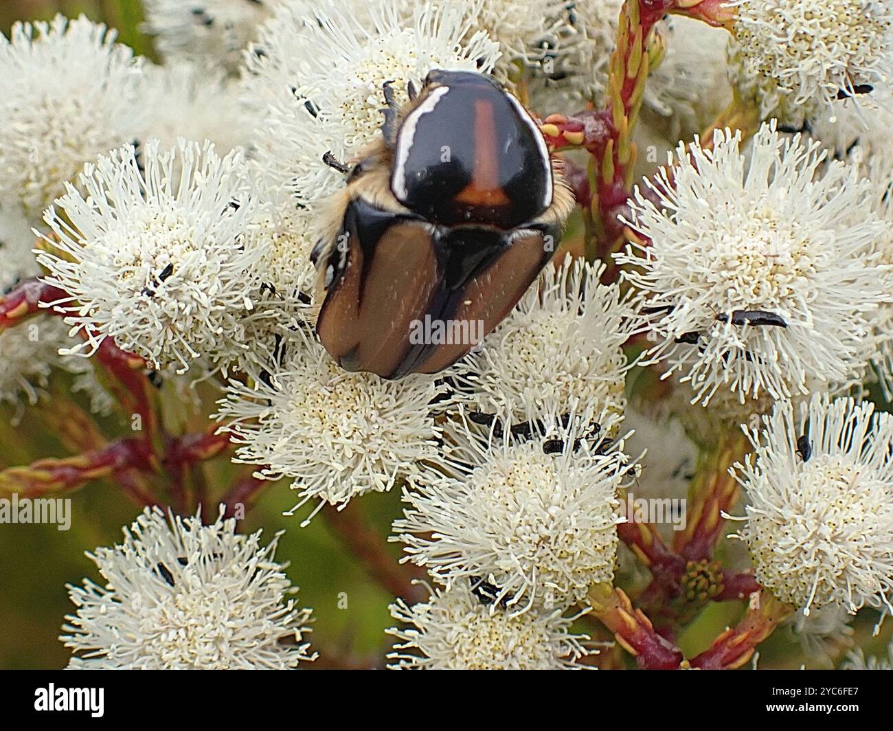 Common Signal Protea Chafer (Trichostetha signata signata) Insecta ...