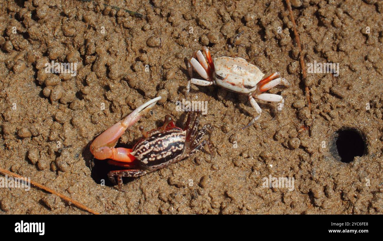 Fiddler crabs on sandy beach interacting near their burrows, Stock Photo
