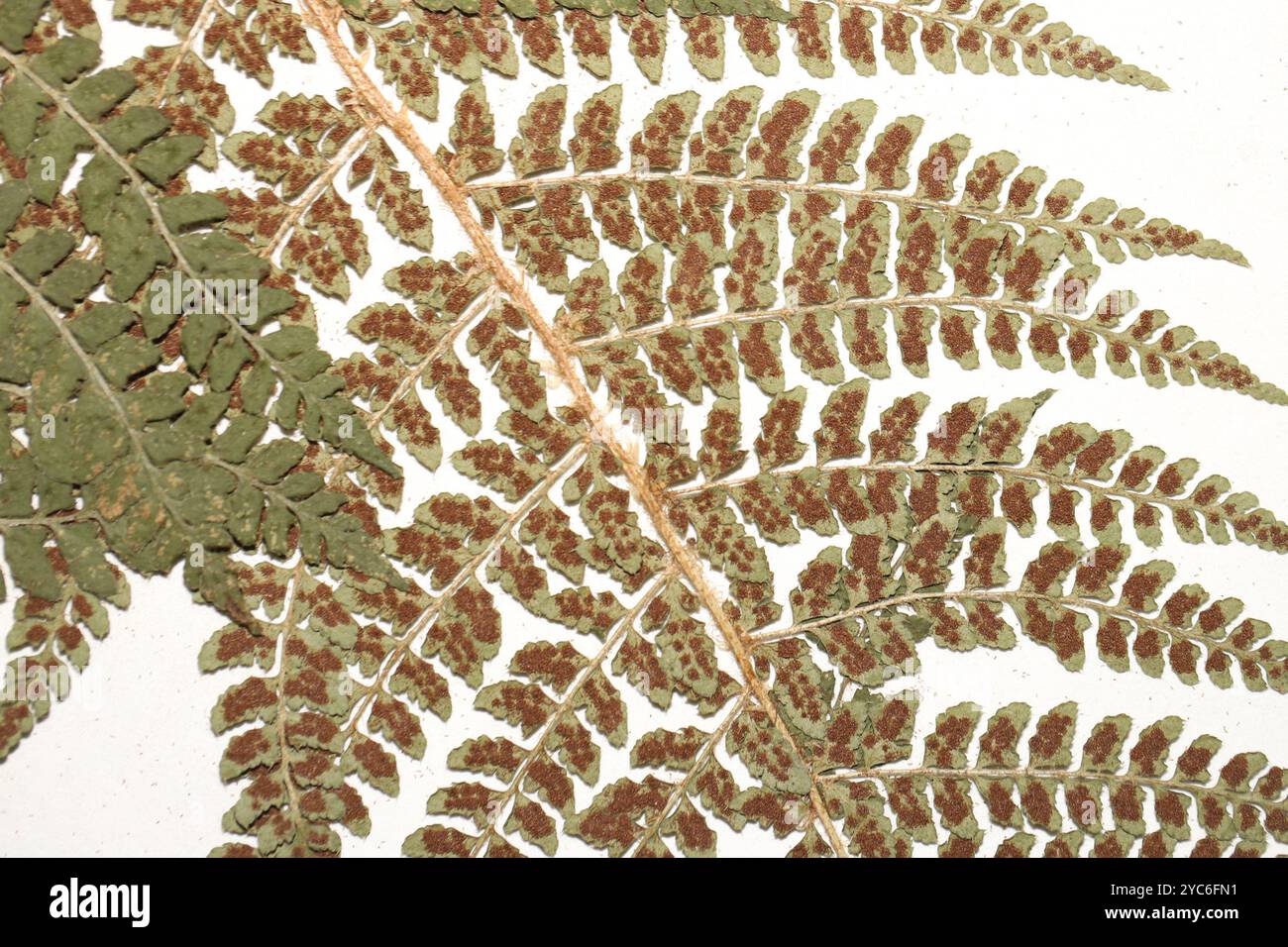 Braun's holly fern (Polystichum braunii) Plantae Stock Photo - Alamy