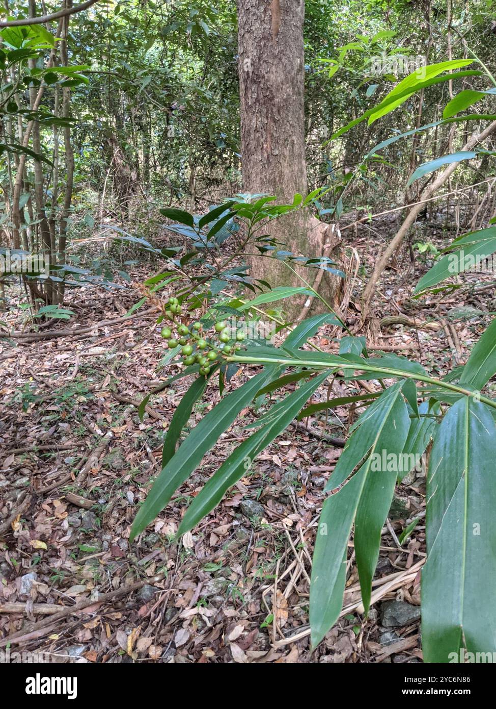 Native Ginger (Alpinia caerulea) Plantae Stock Photo - Alamy