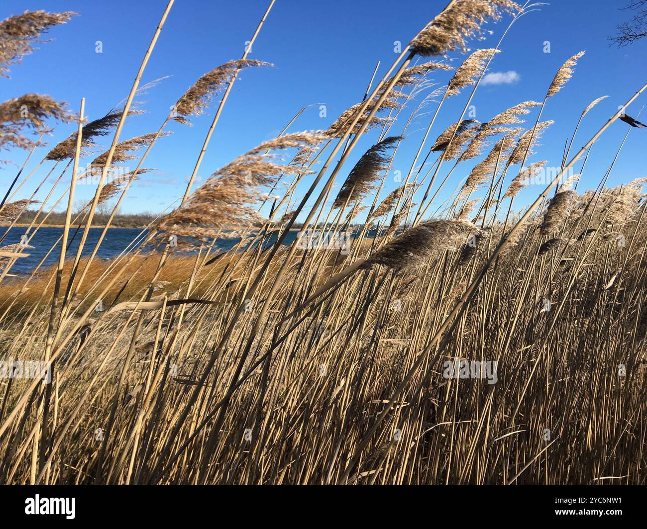common reed (Phragmites australis) Plantae Stock Photo - Alamy