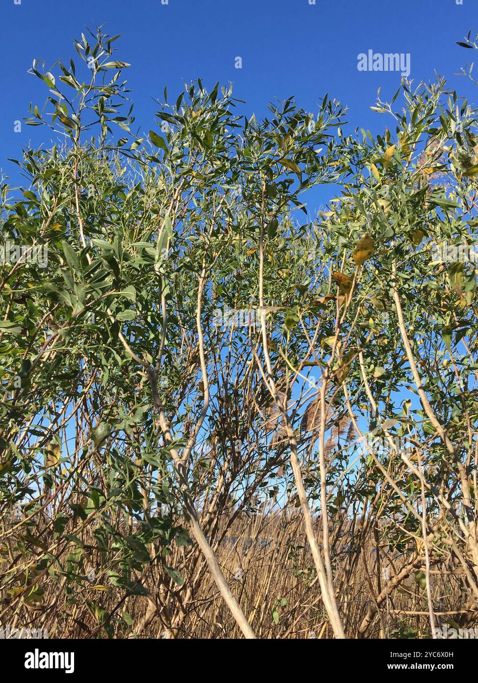 groundsel tree (Baccharis halimifolia) Plantae Stock Photo - Alamy