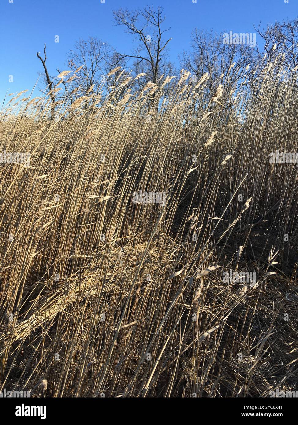 common reed (Phragmites australis) Plantae Stock Photo - Alamy