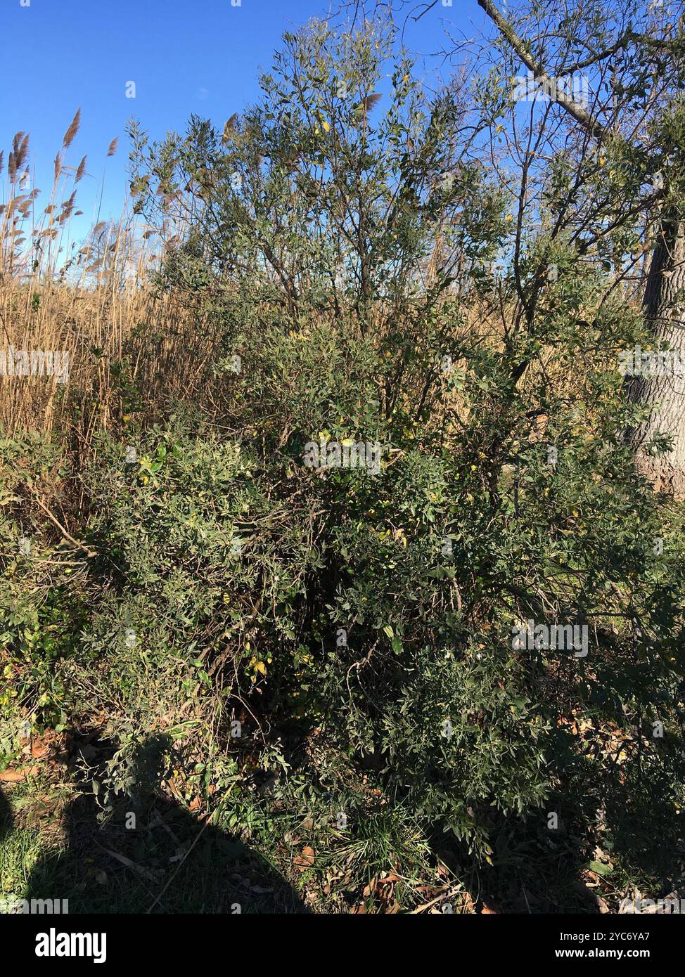 groundsel tree (Baccharis halimifolia) Plantae Stock Photo - Alamy