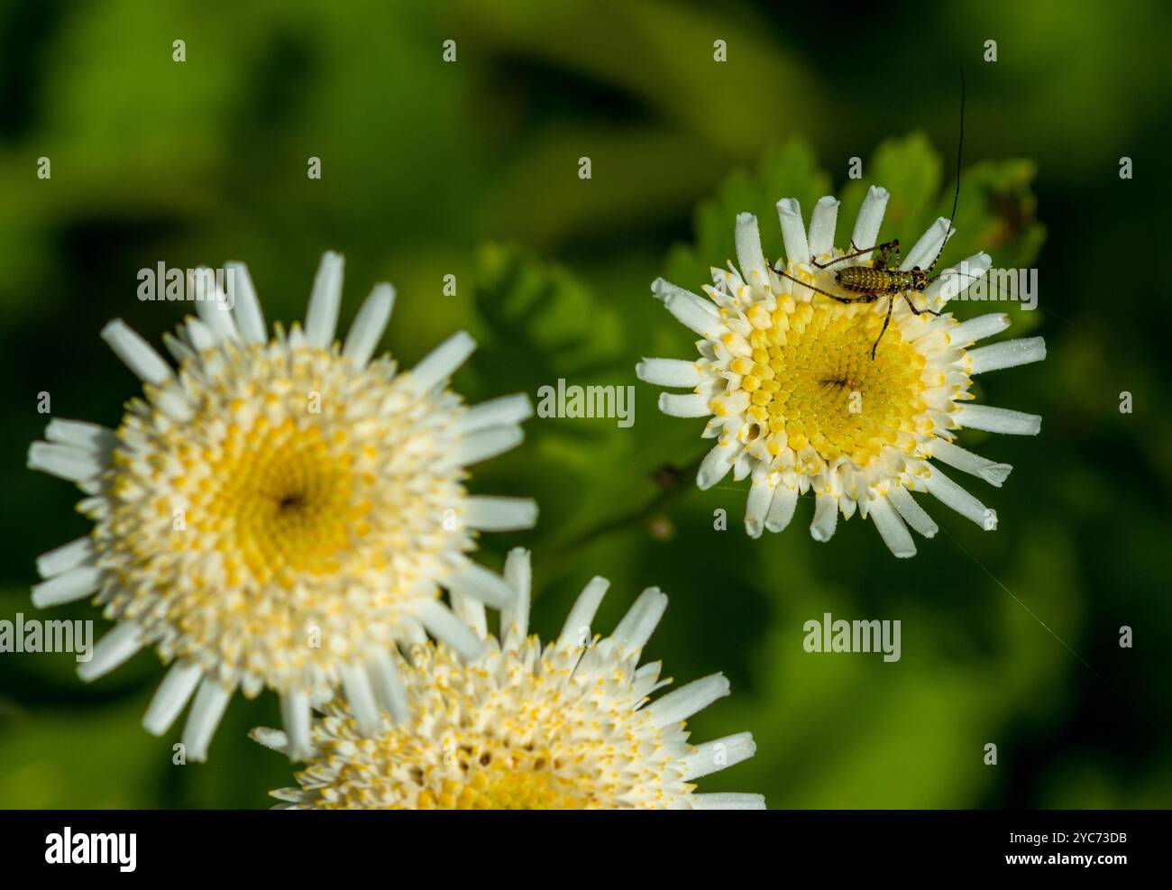 Nymph of Sickle-bearing bush cricket phaneroptera falcata on tanacetum parthenium blossoms Stock Photo