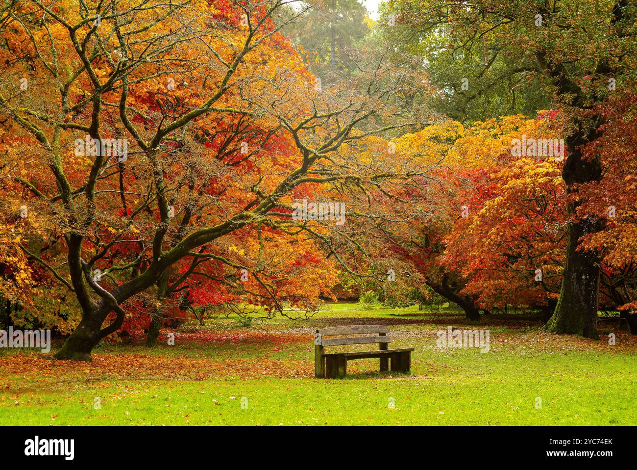 Japanese maples hi-res stock photography and images - Alamy