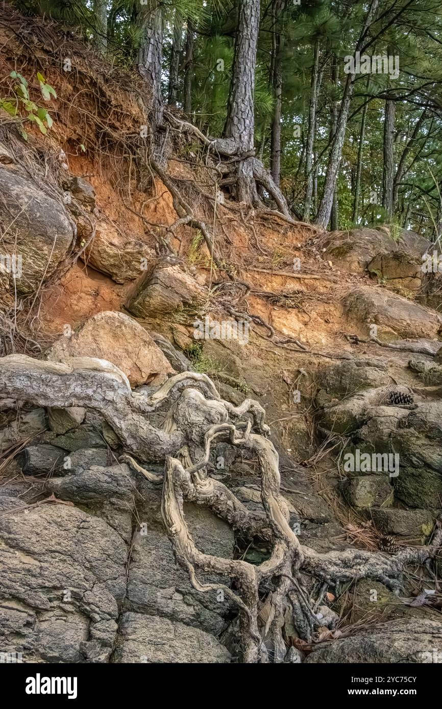 Red clay cliff with rocks and roots along the shoreline of Lake ...