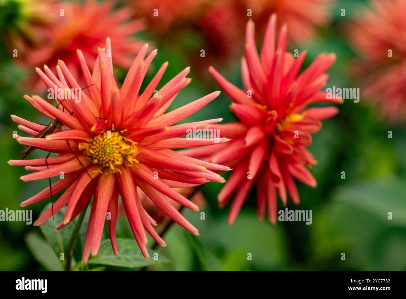 Lovely Dahlia 'Josudi Hercules’. Natural close up flowering plant ...