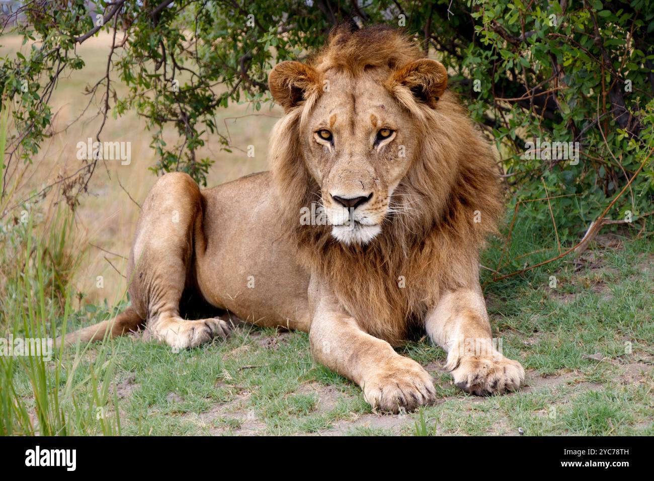Lion lying under a tree hi-res stock photography and images - Alamy