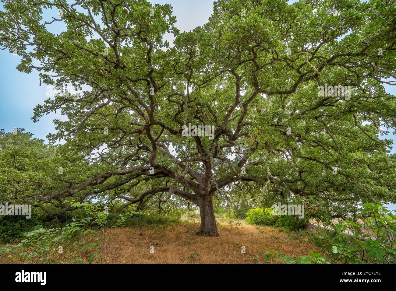 Quercia tricase hi-res stock photography and images - Alamy