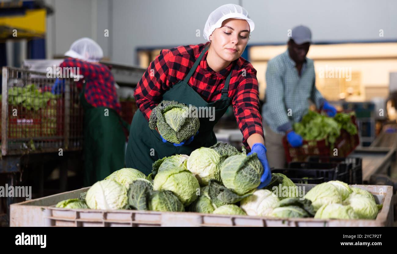Heads cabbage in boxes hi-res stock photography and images - Alamy