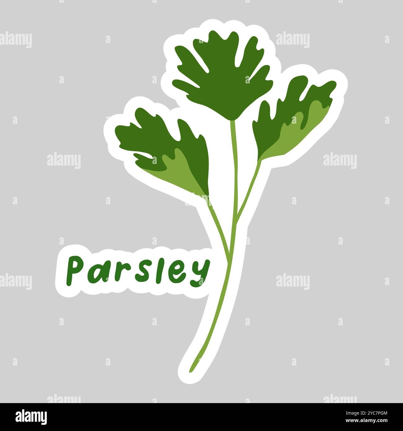 Sticker with fresh parsley leaves, healthy food icon, vector ...