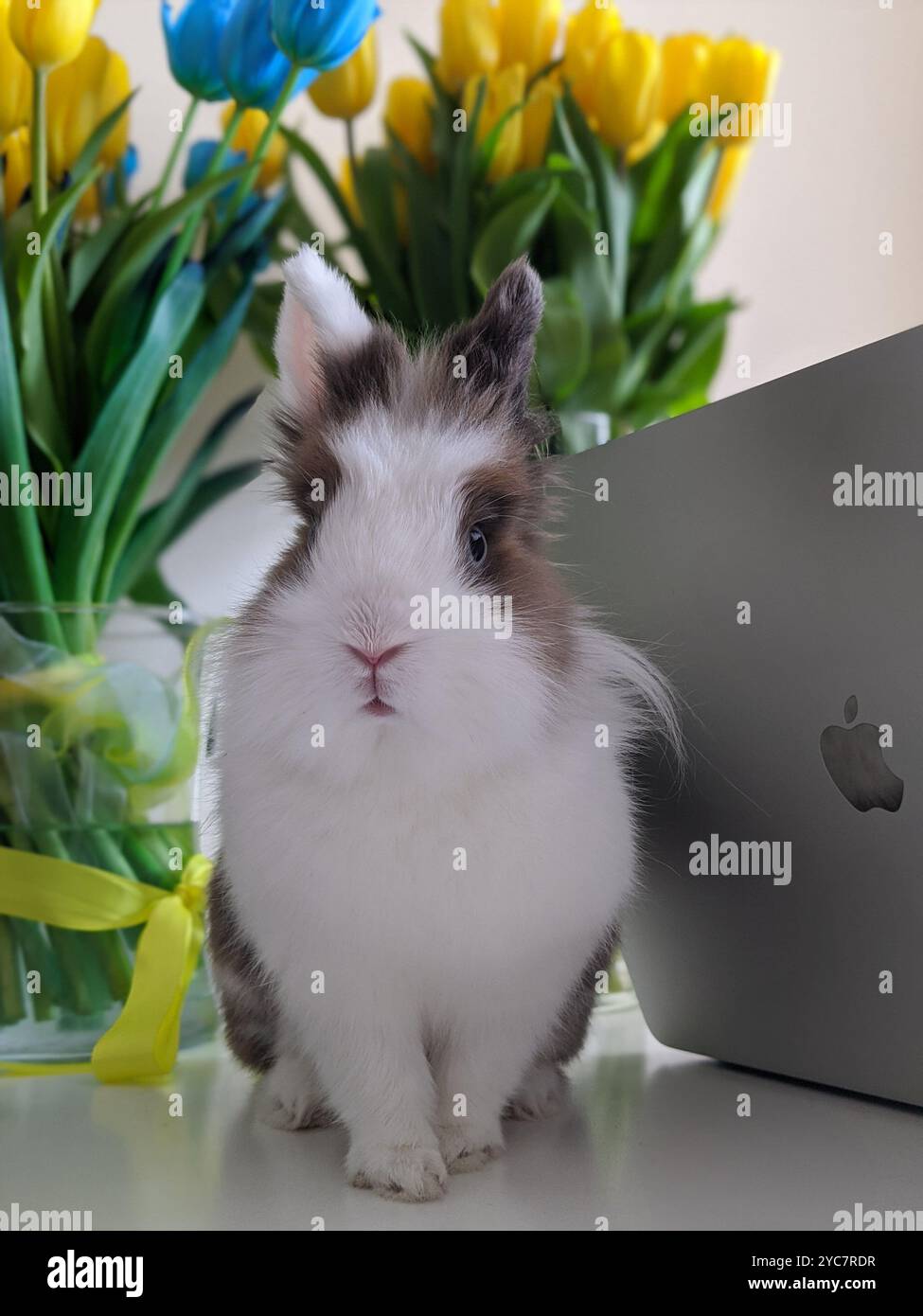 Home bunny life - Smartphone Captured Stock Image