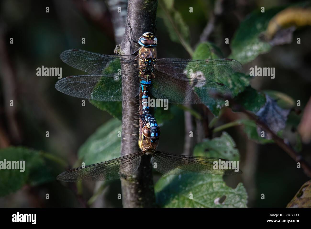 Dragonflies britain hi-res stock photography and images - Alamy