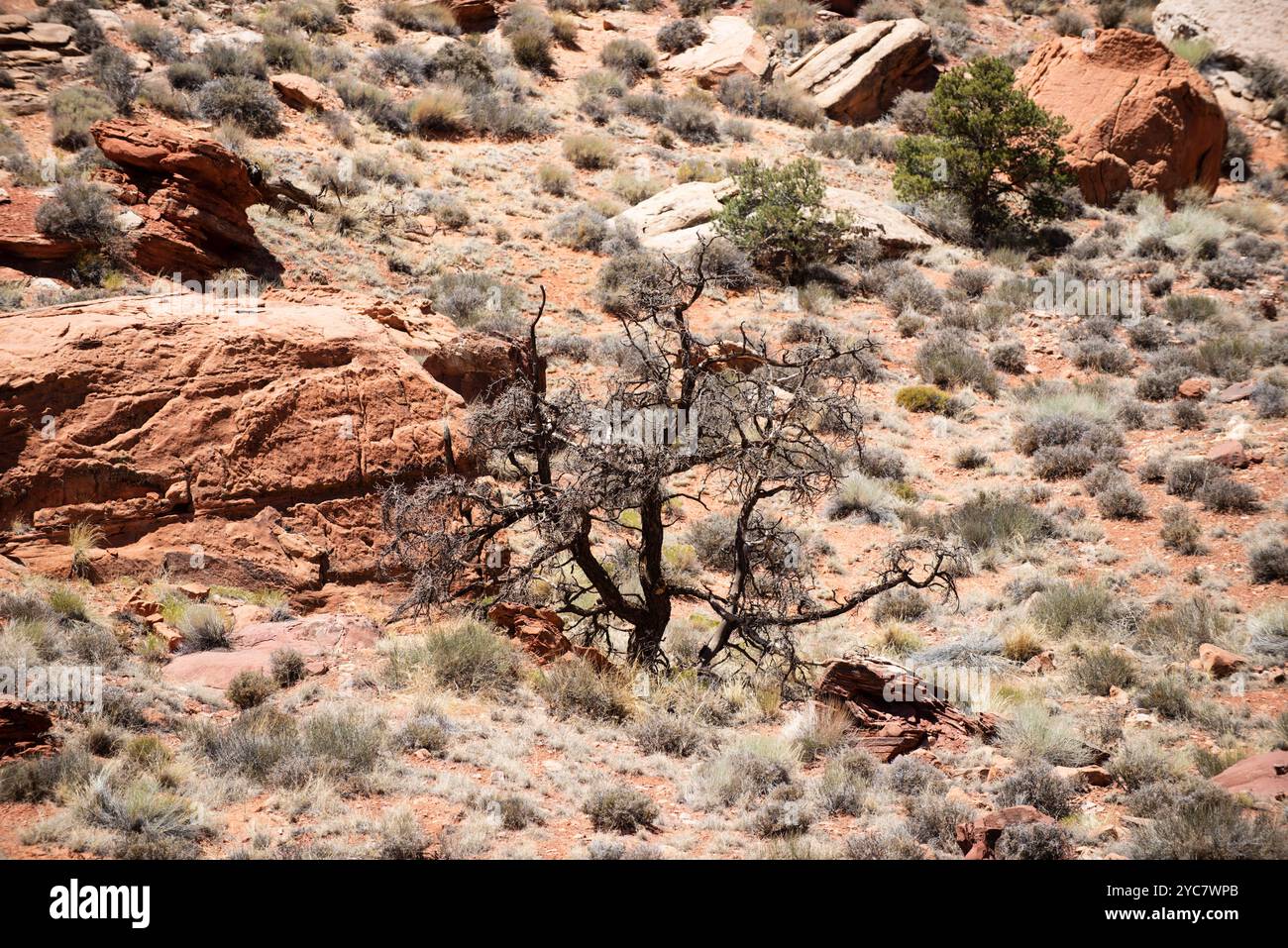 Picture of Search - canyon - Textures.com