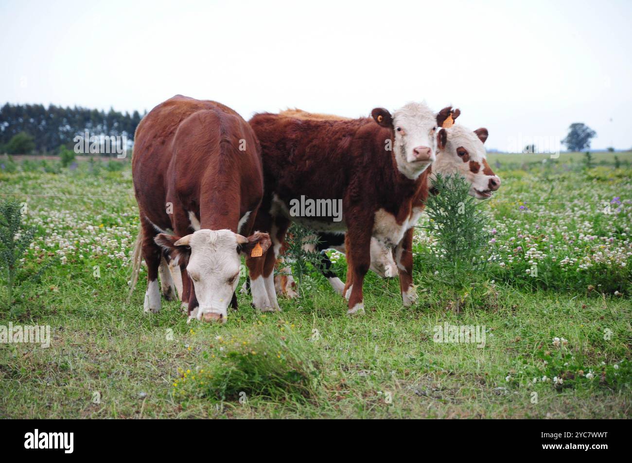 White cattle grazing peacefully hi-res stock photography and images - Alamy
