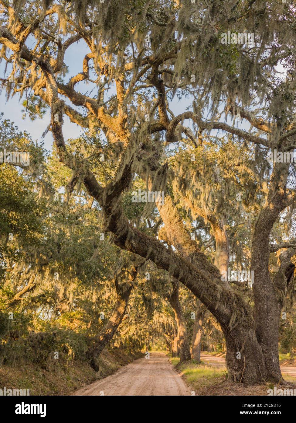 Brick House Road Oaks, Edisto Island, South Carolina, USA Stock Photo