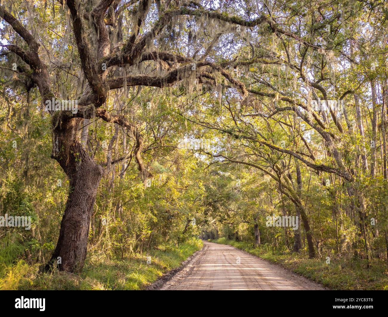 Steamboat Landing Road Oaks, Edisto Island, South Carolina, USA - Smartphone Captured Stock Image