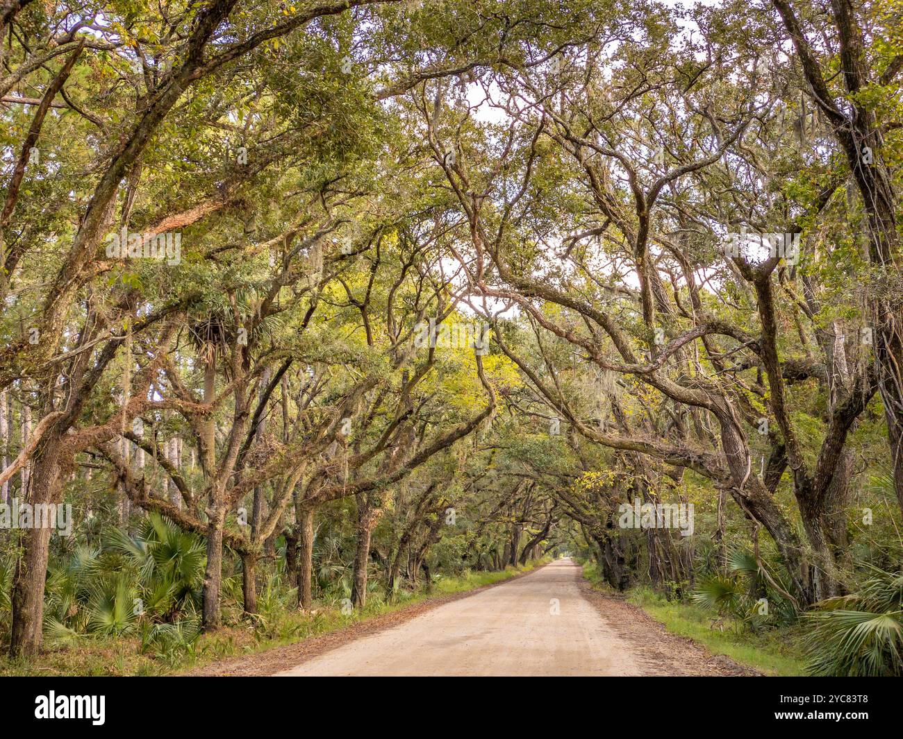 Botany Bay Oaks, Edisto Island, South Carolina, USA - Smartphone Captured Stock Image