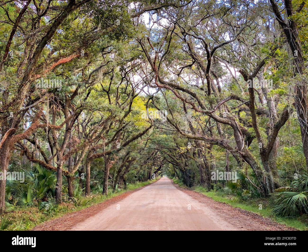 Edisto Island Botany Bay Preserves Plantation, Edisto Island, South Carolina, USA - Smartphone Captured Stock Image