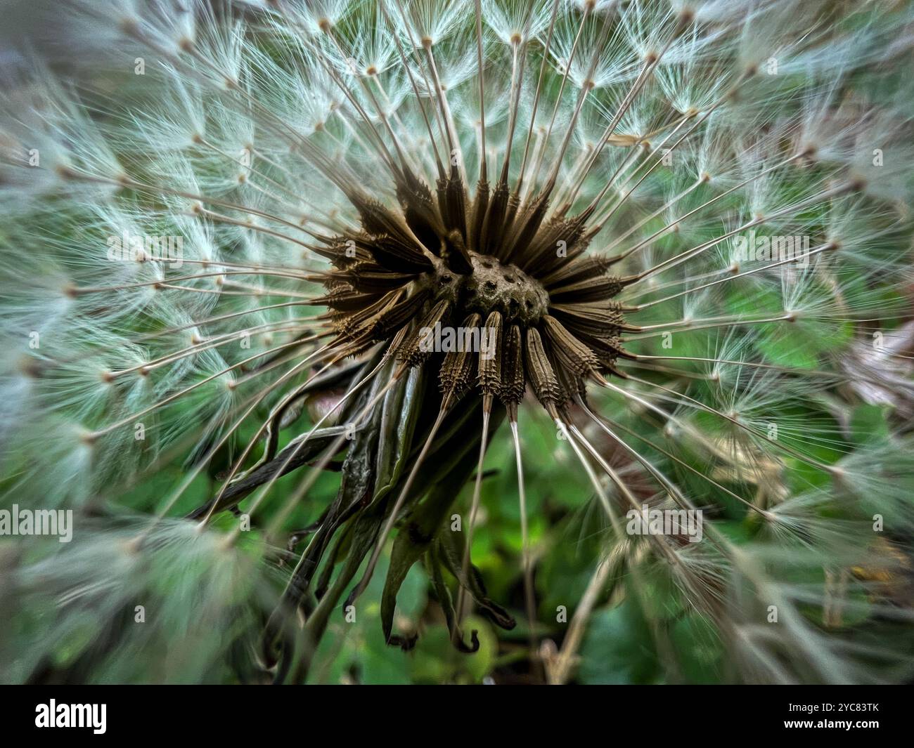 Inside a Dandelion Flower - Smartphone Captured Stock Image